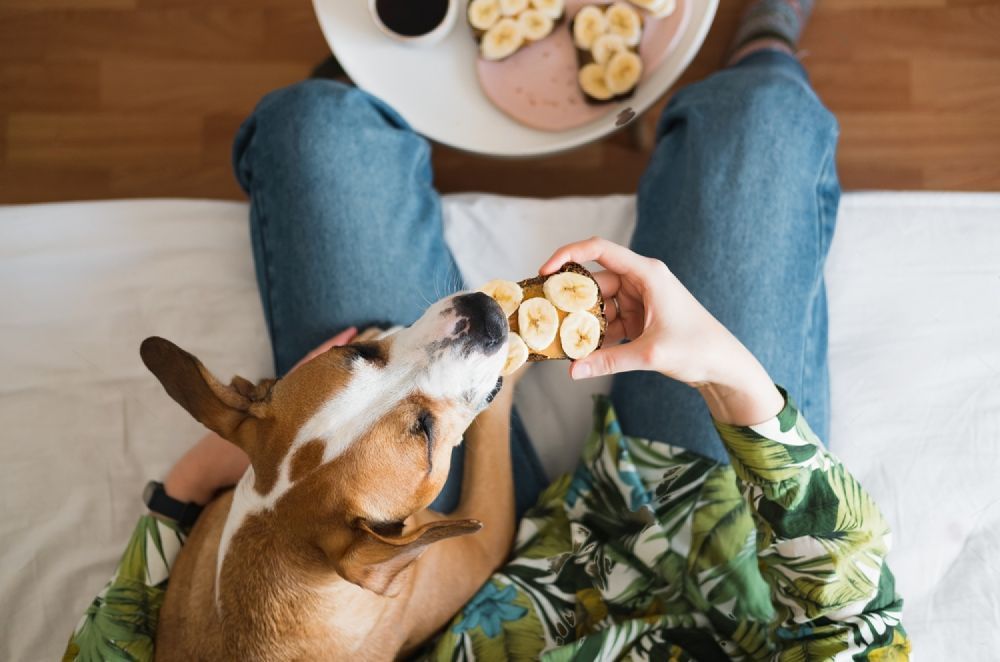 A Dog Is Licking A Piece Of Banana While A Person Feeds It — Cessnock Pet & Greyhound Supplies in Cessnock, NSW