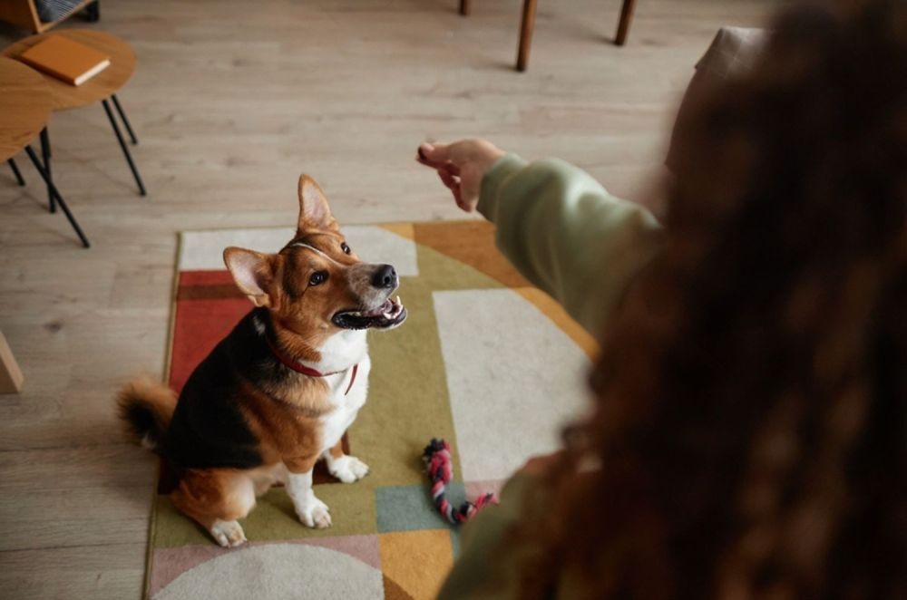 A Woman Is Pointing At A Dog That Is Sitting On The Floor — Cessnock Pet & Greyhound Supplies in Singleton, NSW