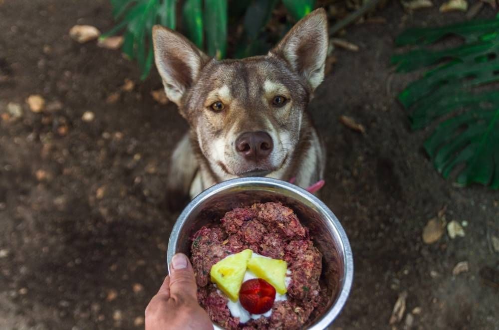 A Person Is Feeding A Dog A Bowl Of Food — Cessnock Pet & Greyhound Supplies in Taree, NSW