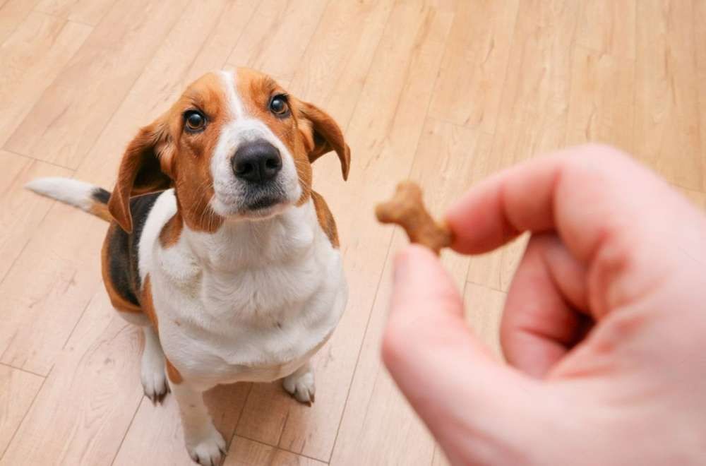 A Beagle Dog Is Looking Up At A Person Holding A Treat — Cessnock Pet & Greyhound Supplies in Maitland, NSW