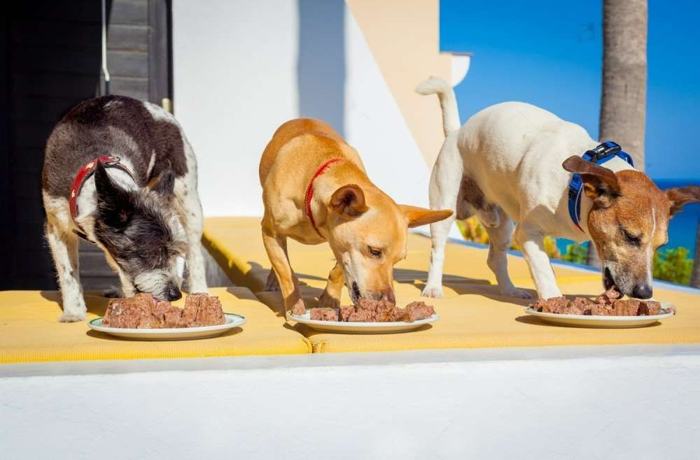 Three Dogs Are Eating Food From Plates On A Table — Cessnock Pet & Greyhound Supplies in Lake Macquarie, NSW