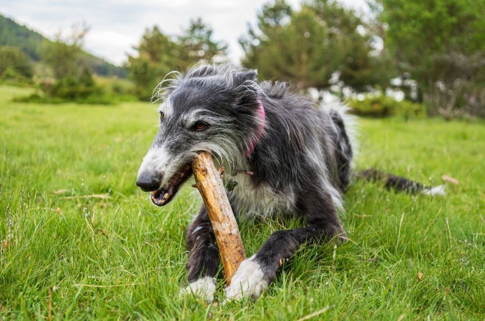A Dog Is Chewing On A Stick In The Grass — Cessnock Pet & Greyhound Supplies in Wyong, NSW