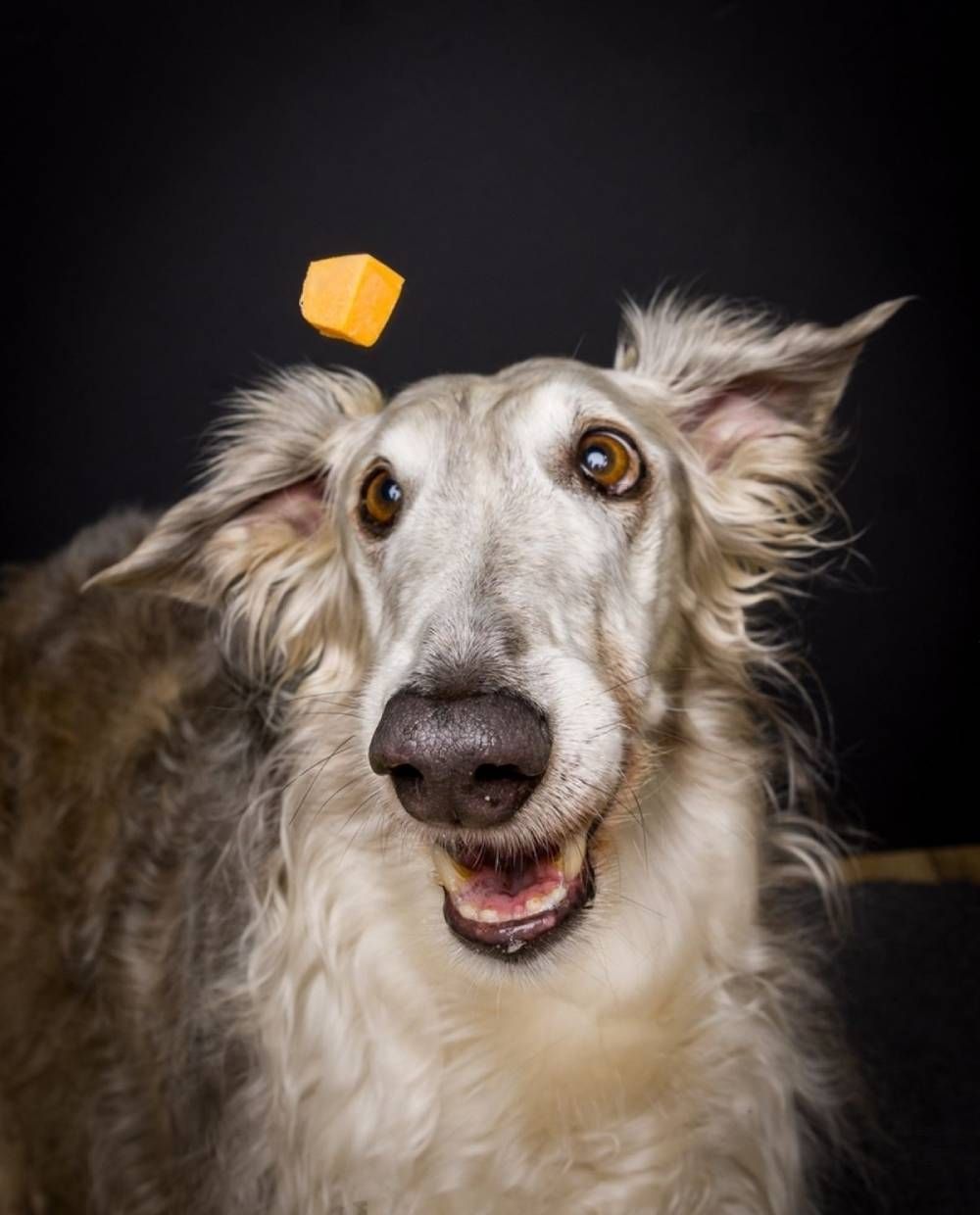 A Dog With A Piece Of Cheese On Its Head — Cessnock Pet & Greyhound Supplies in Maitland, NSW