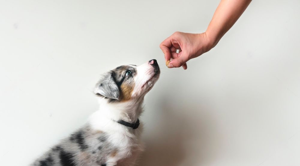 A Person Is Feeding A Puppy A Treat — Cessnock Pet & Greyhound Supplies in Gunnedah, NSW