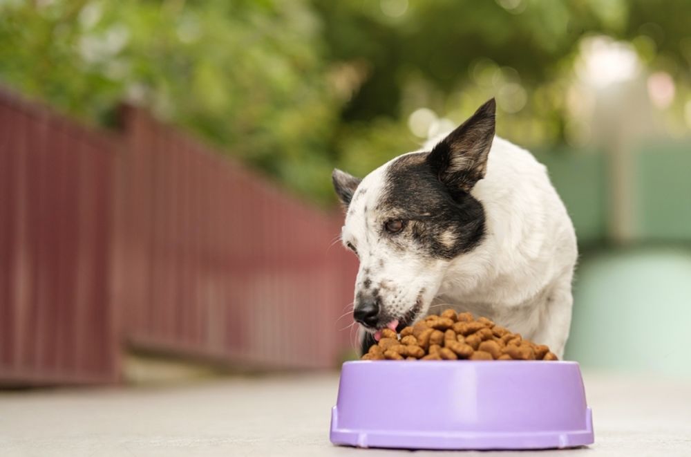 A Black And White Dog Is Eating Food From A Purple Bowl — Cessnock Pet & Greyhound Supplies in Gosford, NSW