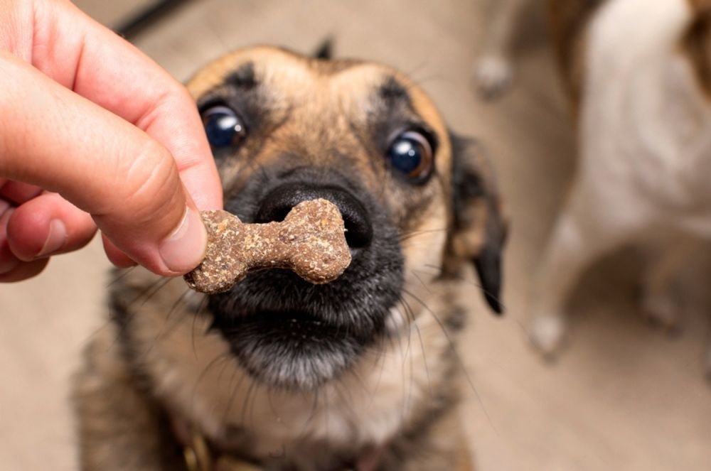 A Person Is Feeding A Dog A Treat With A Bone In Its Mouth — Cessnock Pet & Greyhound Supplies in Wyong, NSW