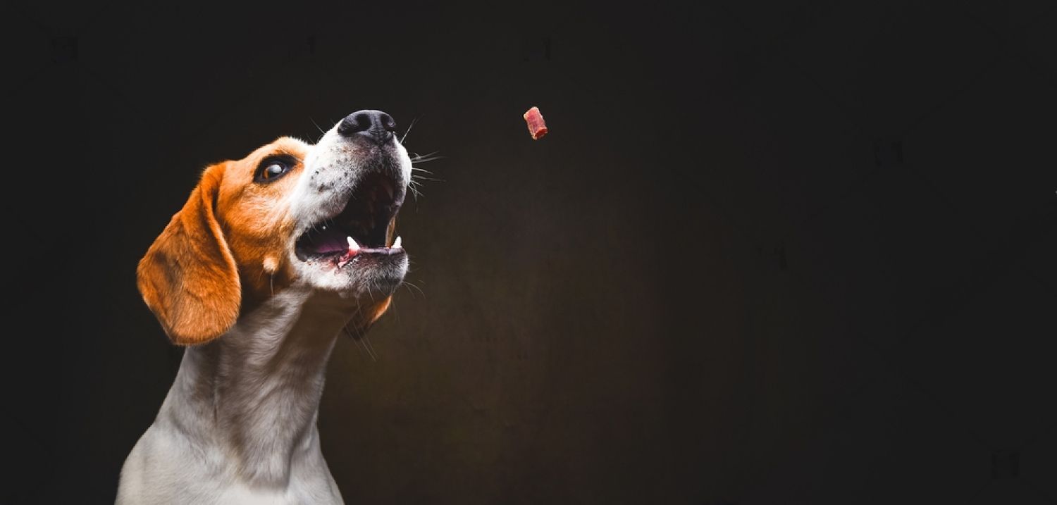 A Beagle Dog Is Looking Up At A Treat In The Air — Cessnock Pet & Greyhound Supplies in Gunnedah, NSW