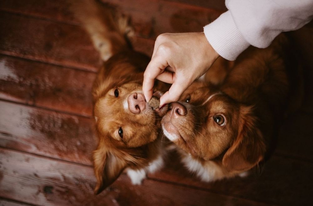 A Person Is Feeding Two Brown Dogs On A Wooden Floor — Cessnock Pet & Greyhound Supplies in Gosford, NSW
