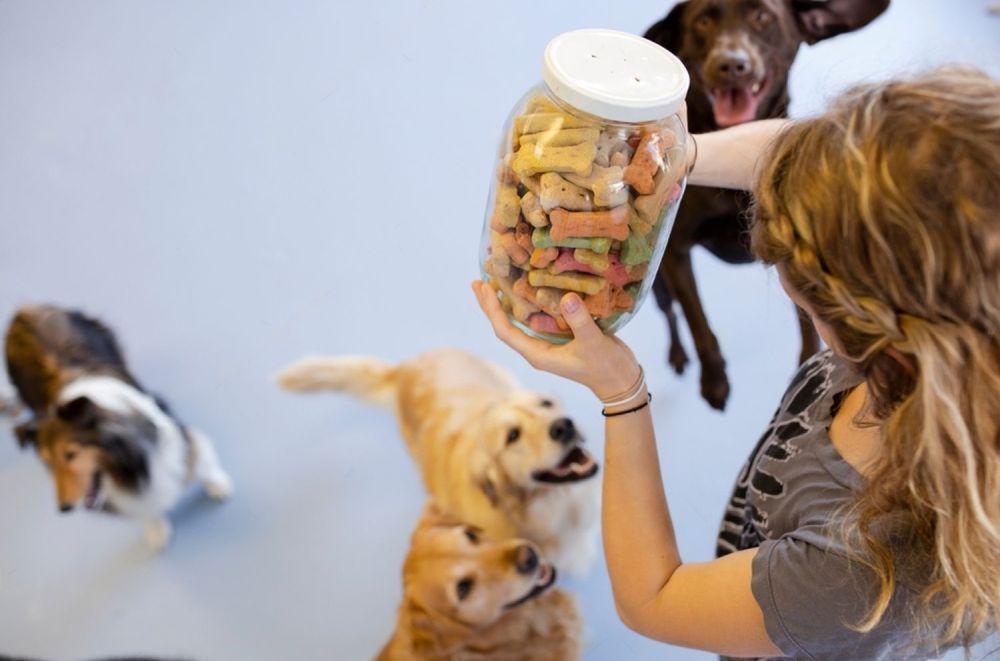 A Woman Is Holding A Jar Of Dog Treats In Front Of A Group Of Dogs — Cessnock Pet & Greyhound Supplies in Singleton, NSW
