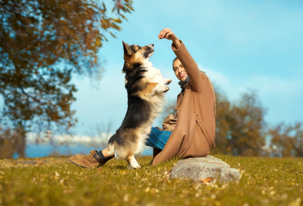 A Woman Is Sitting On A Rock Playing With Her Dog — Cessnock Pet & Greyhound Supplies in Gunnedah, NSW