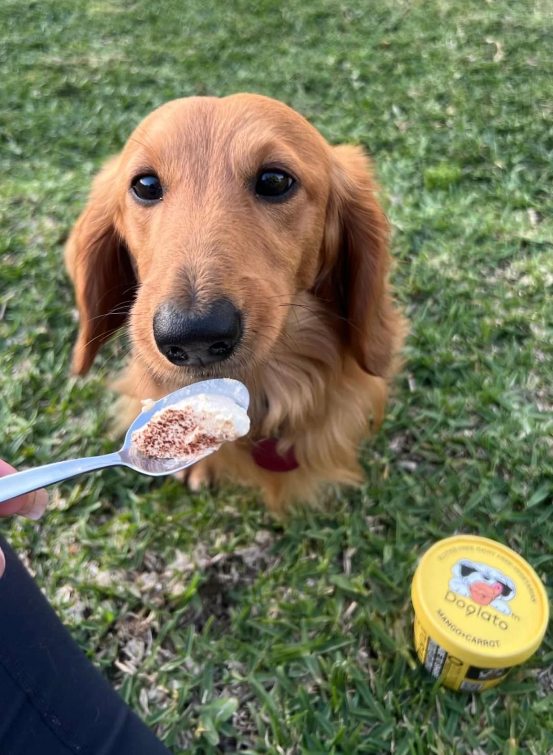 A person is feeding a dachshund a spoon of food — Cessnock Pet & Greyhound Supplies in Cessnock, NSW