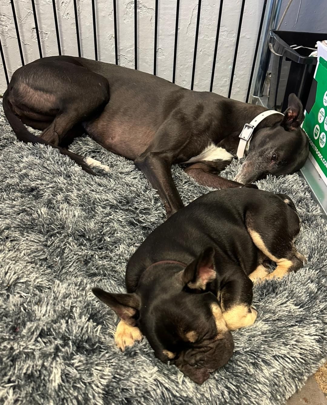 Two dogs are laying on a blanket in a cage — Cessnock Pet & Greyhound Supplies in Cessnock, NSW