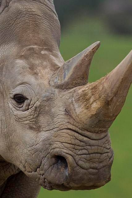 Close-up of a grey rhinoceros head showing its textured skin and two horns against a soft green background.