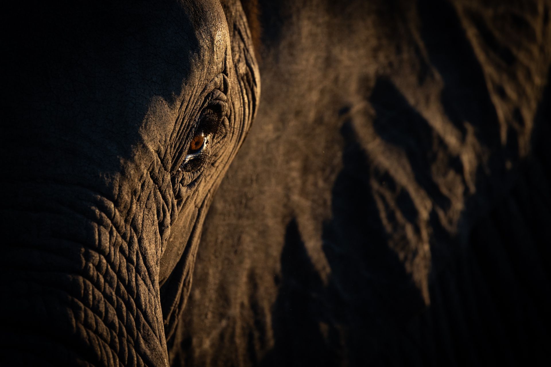 Close-up, low-light shot of an elephant’s eye and wrinkled, grey skin in soft, golden side lighting.