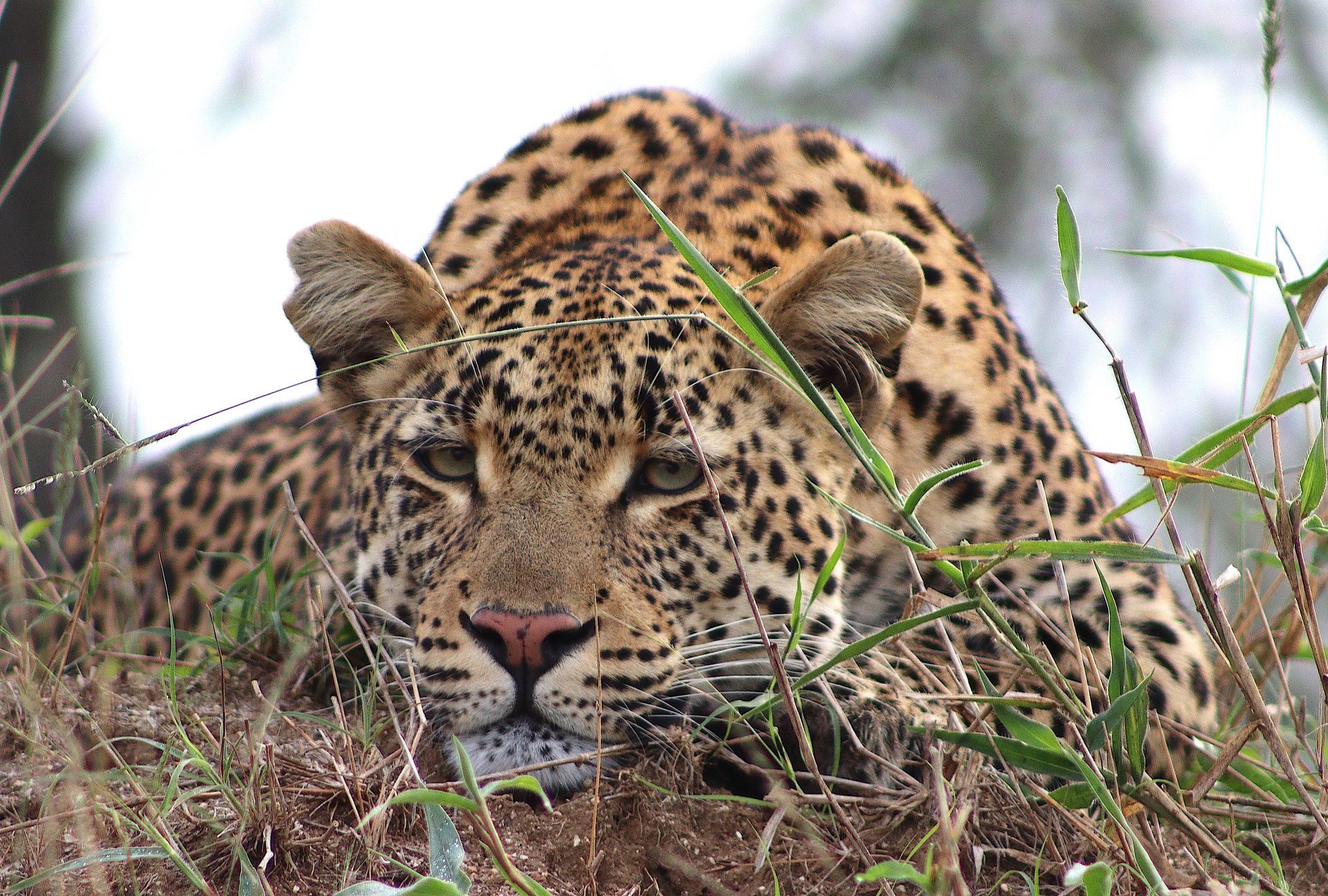 A leopard with a spotted coat rests in tall grass, looking forward with an intense, steady gaze.