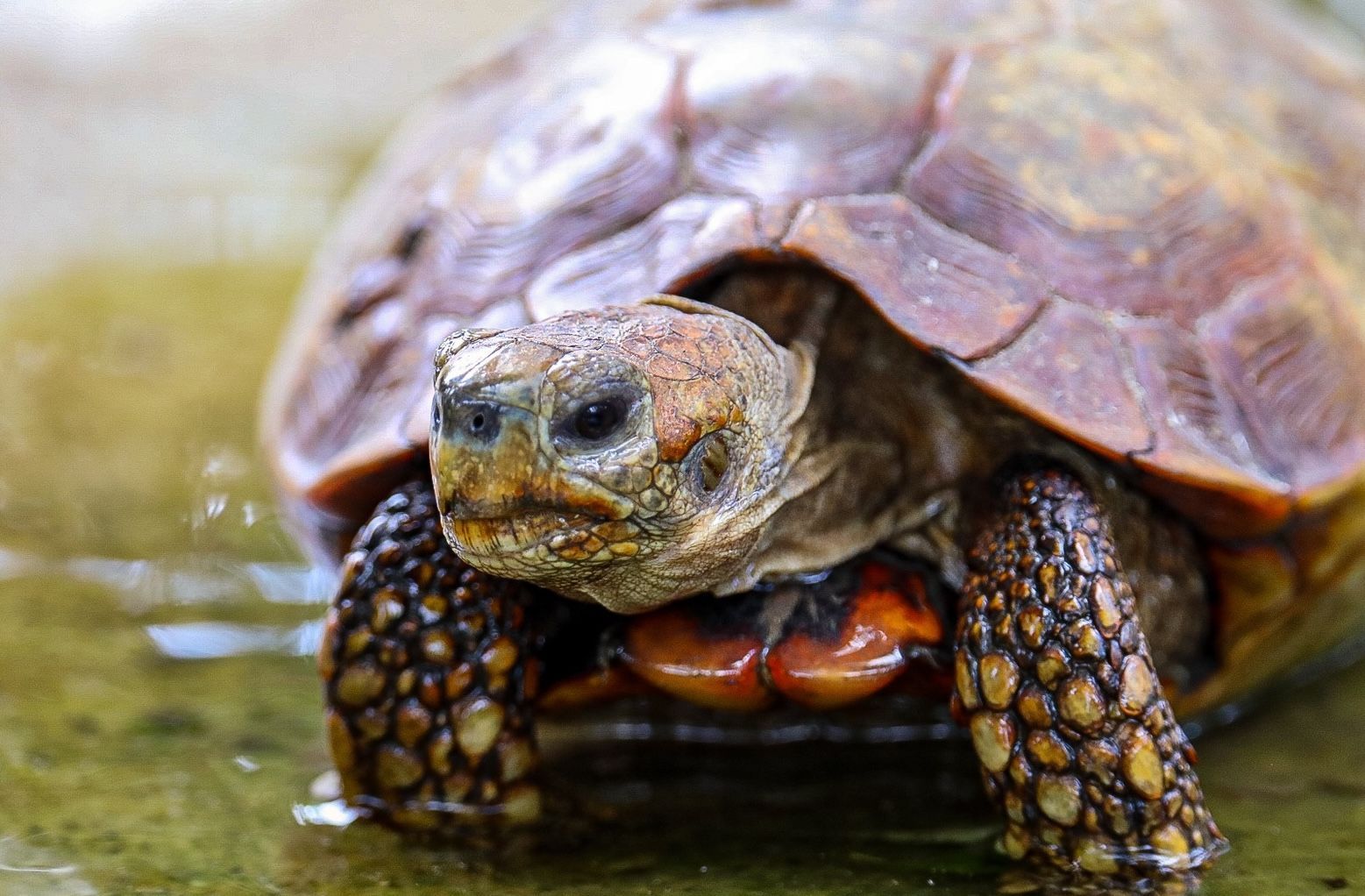 A close-up of a tortoise with a brown, patterned shell, wading in shallow water.