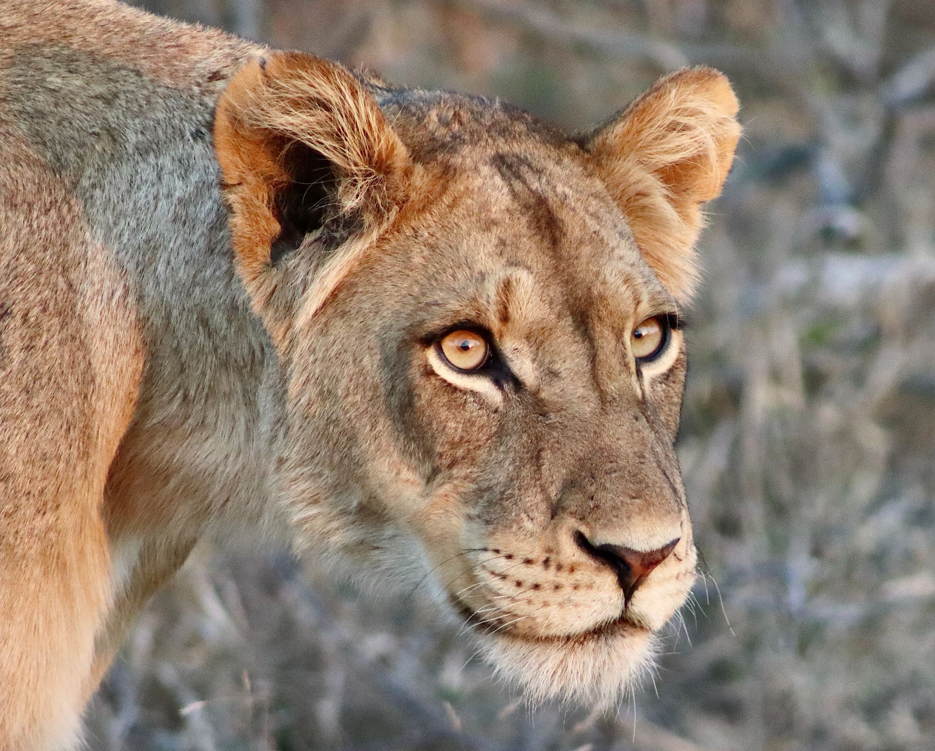 A close-up of a lioness with amber eyes and a focused, intense expression, set against a soft-focus, natural background.