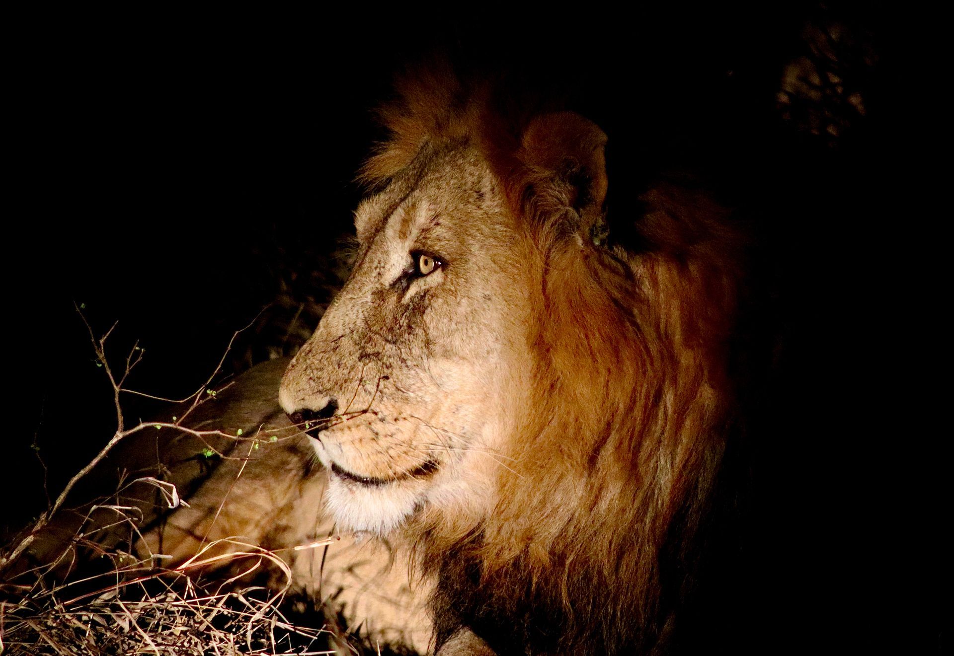 A male lion with a full, dark mane rests in the dark, illuminated by a spotlight, looking to the side.