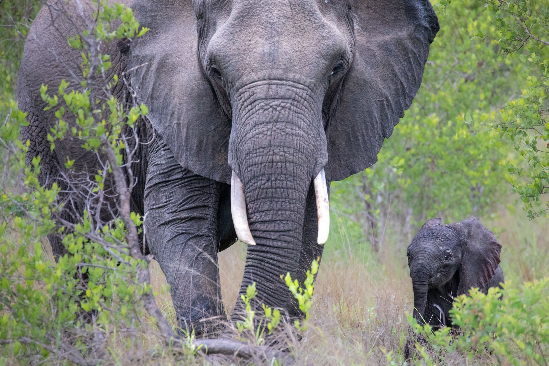 A large elephant walks through brush, followed closely by a small calf in a green, grassy savanna.