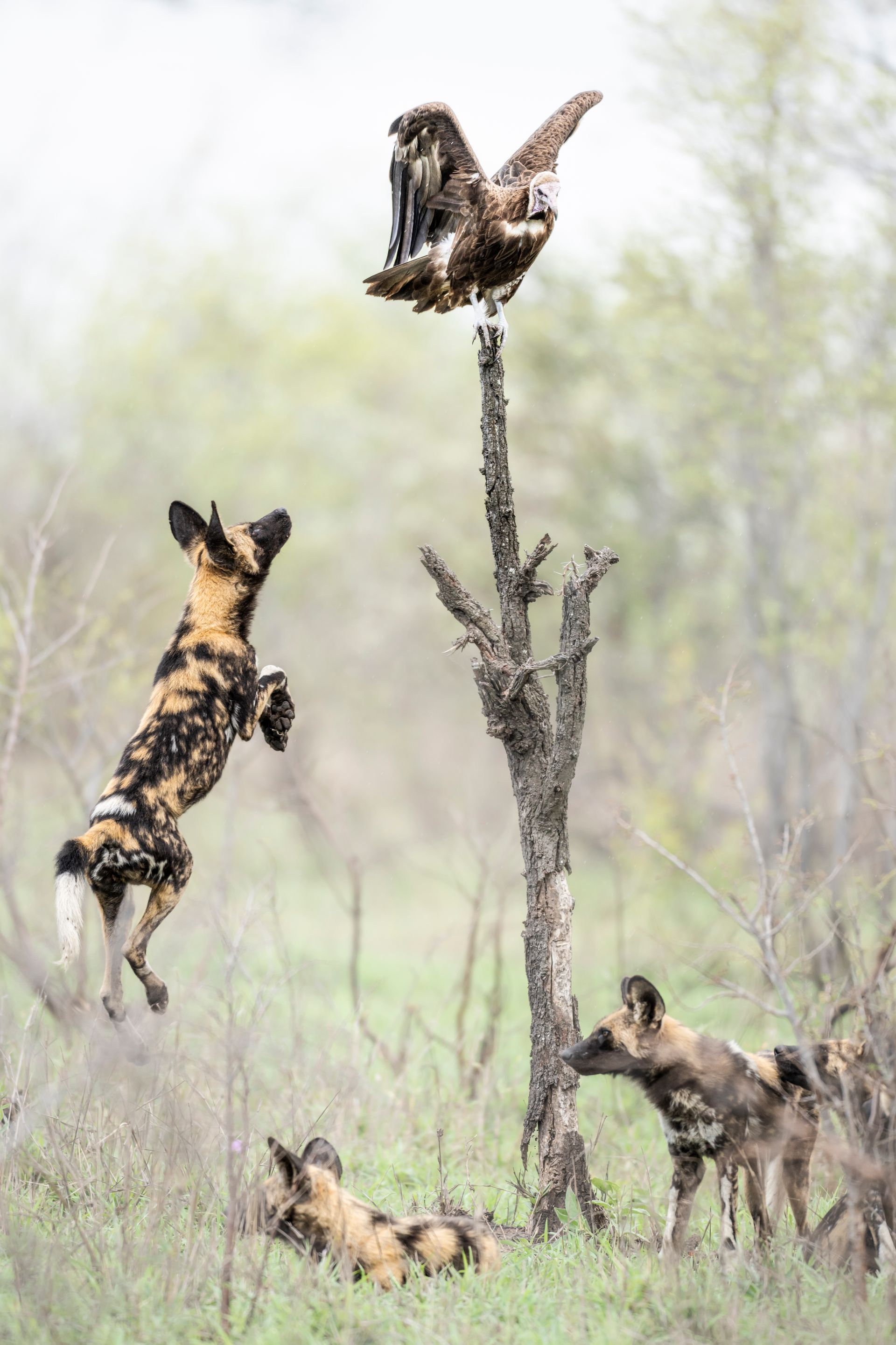 A painted dog jumps toward a vulture perched on a thin, leafless tree, as two other dogs look on in a grassy field.