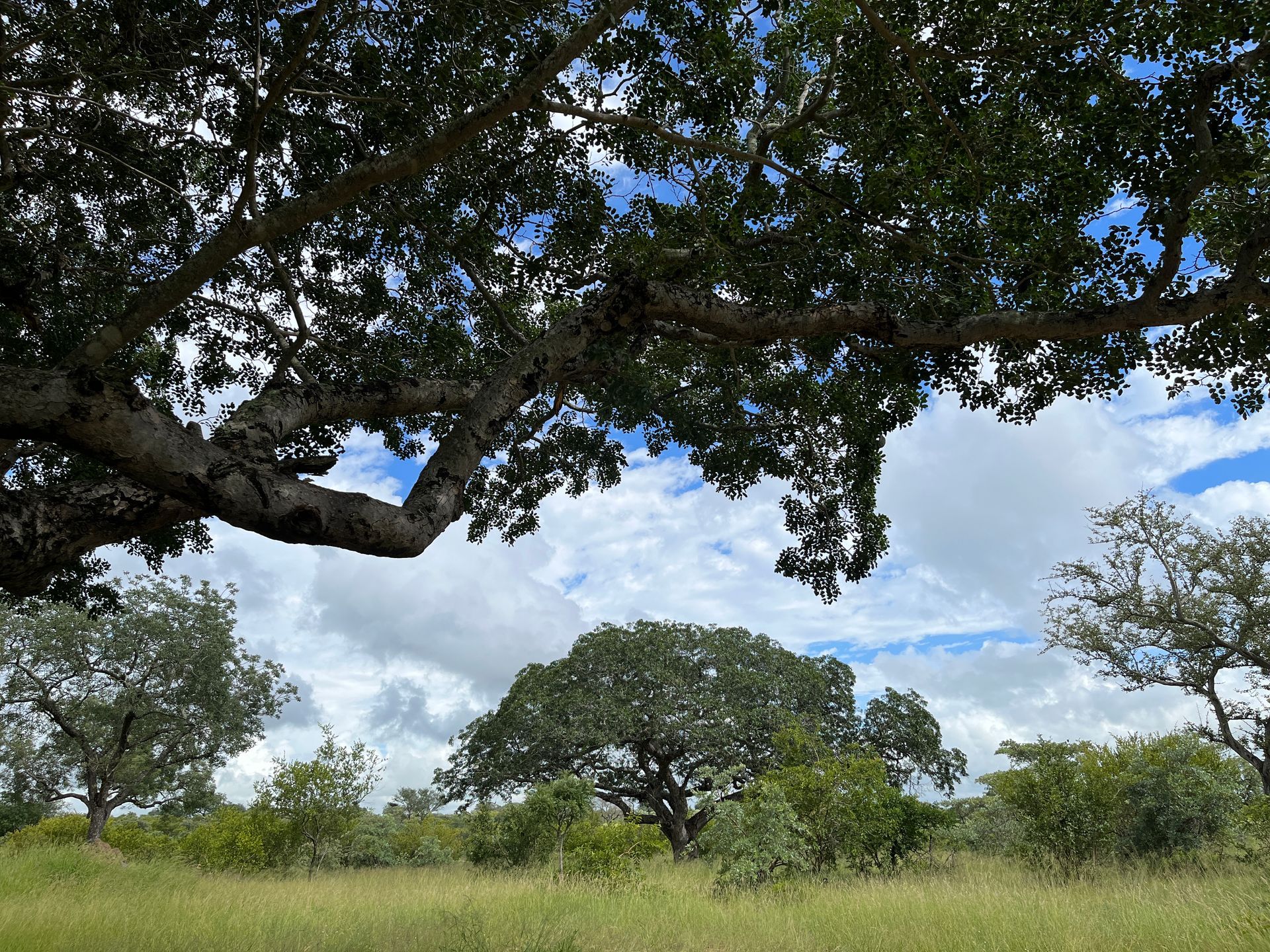 A large, leafy tree spreads across a sunny savanna landscape under a bright, cloudy blue sky.