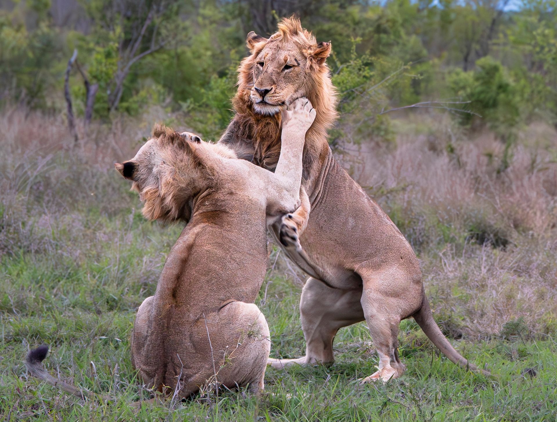 Two male lions interacting in a grassy savanna; one stands on its hind legs to reach the other's face with its paw.