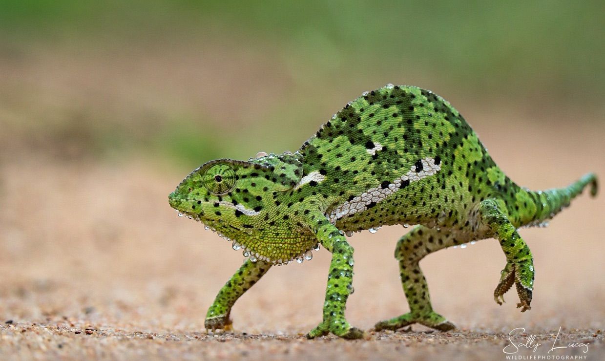 Pungwe - Meet the Manyeleti's master of disguise