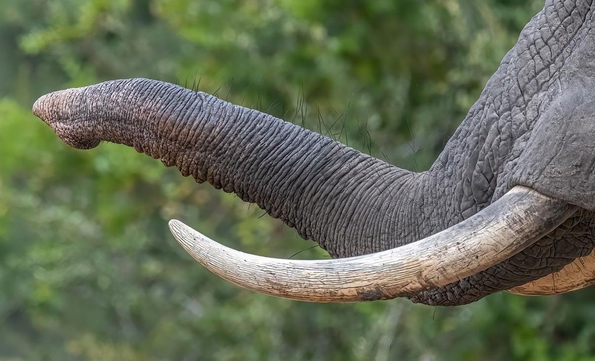 Close-up side view of an elephant’s trunk and a single curved white tusk against a blurred green background.