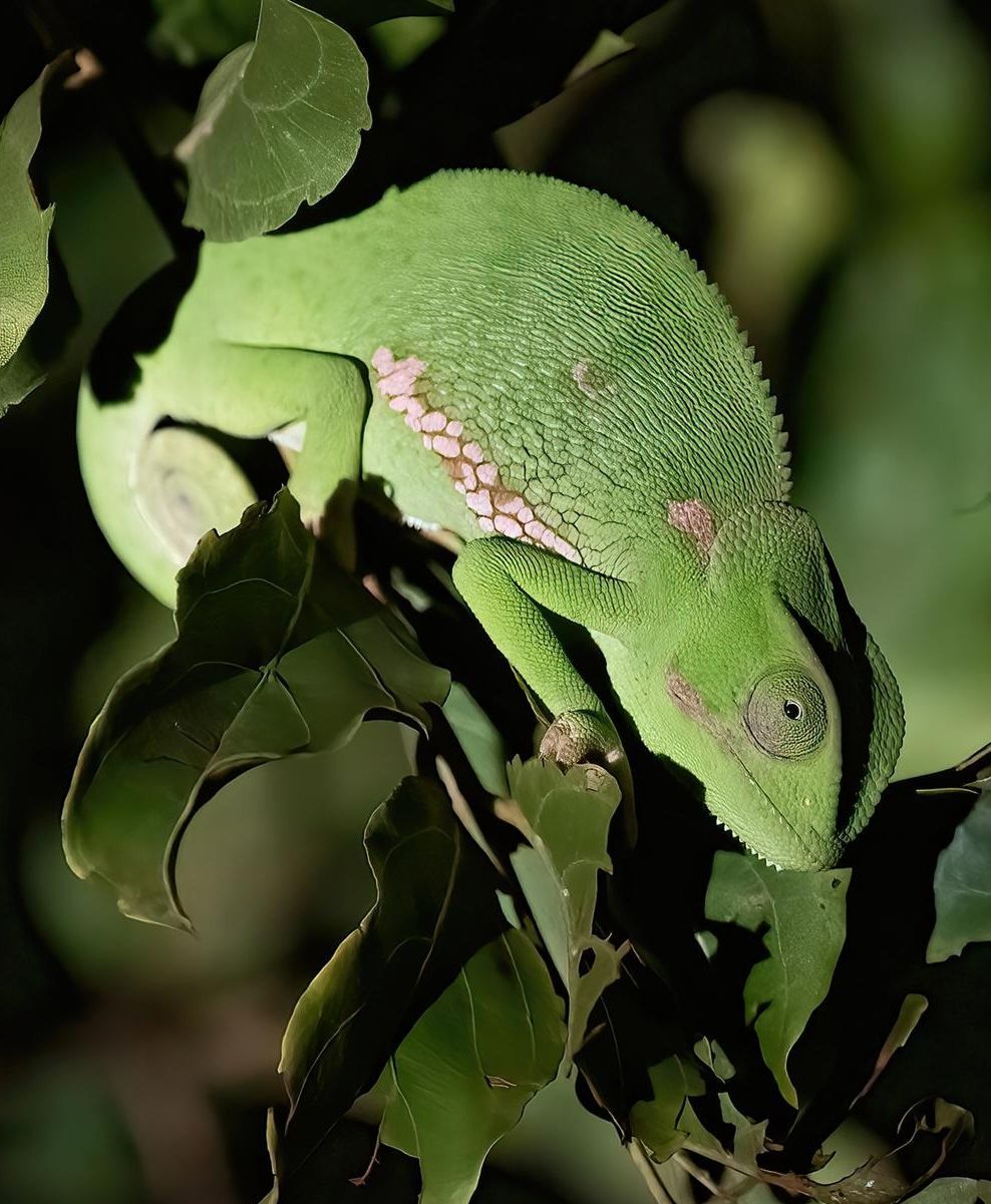 A bright green chameleon perched on leafy branches, featuring a distinctive row of pinkish-white scales along its side.