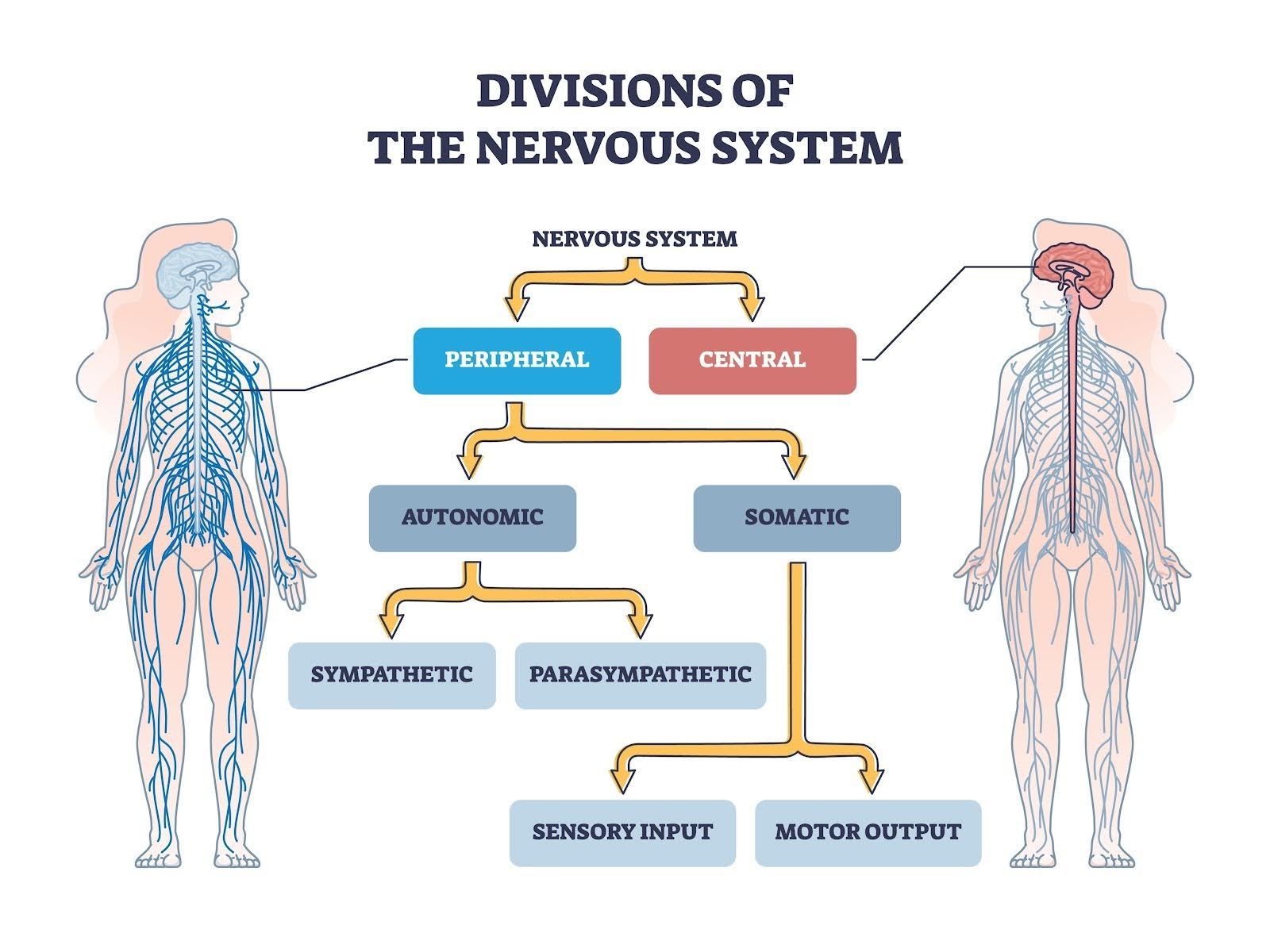 Diagrama de la médula espinal humana con nervios que se ramifican, mostrando los órganos internos y la estructura ósea.