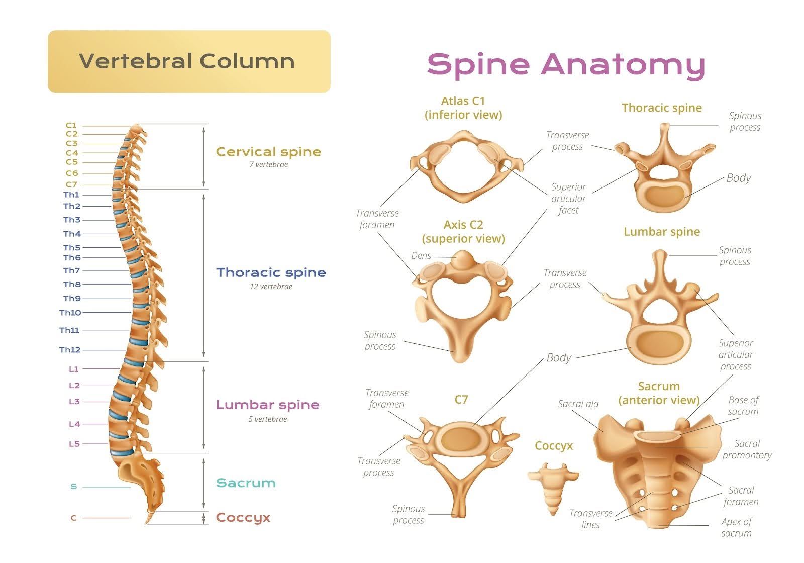 Diagrama de la columna vertebral con secciones etiquetadas: columna cervical, torácica y lumbar, con cortes transversales del hueso.