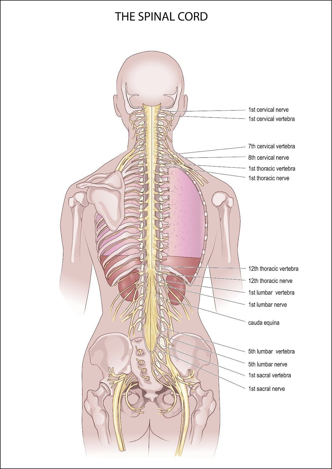 Diagram of the human spinal cord, nerves branching from the spine, and internal organs in a pink-beige figure.