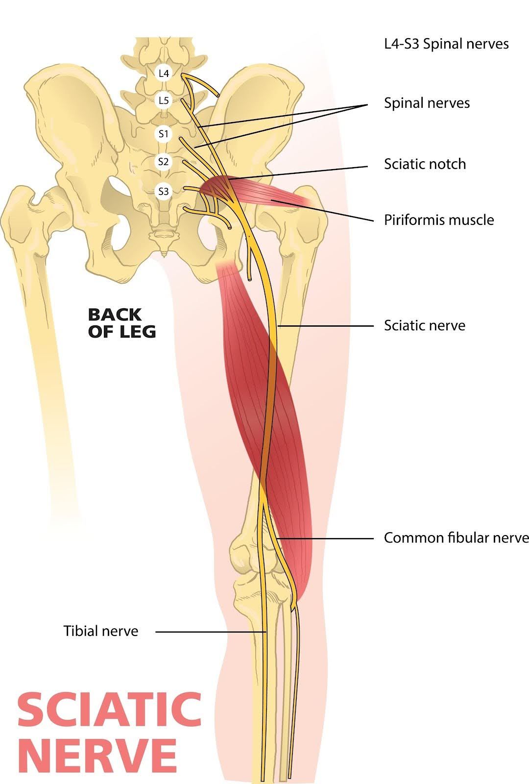Anatomical illustration showing the path of the sciatic nerve originating from the spine and extending down the leg.