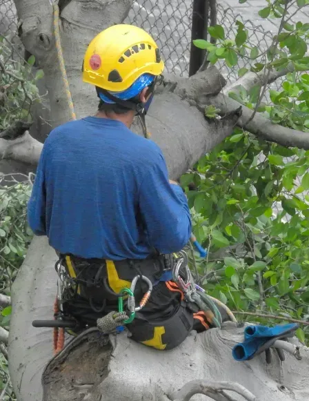 Worker in yellow helmet and blue shirt harnessed on a tree trunk, pruning branches outdoors