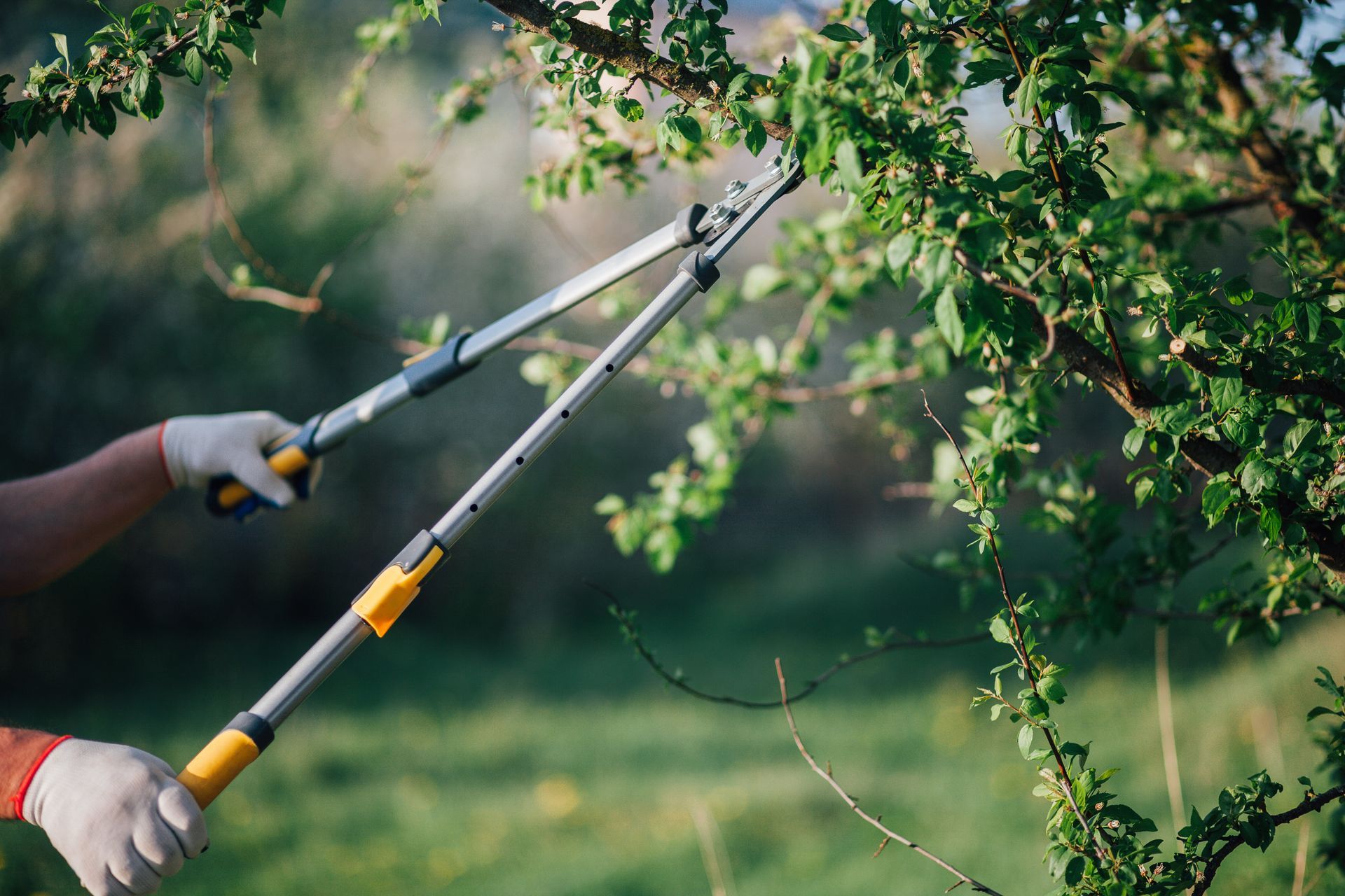 Hands using long-handled loppers to trim leafy tree branches in a garden.