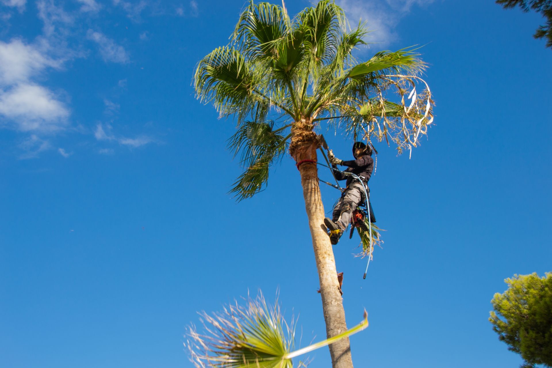 Worker trimming a palm tree against a bright blue sky