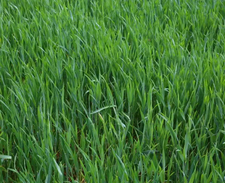 Dense green grass blades filling the frame, outdoors in daylight