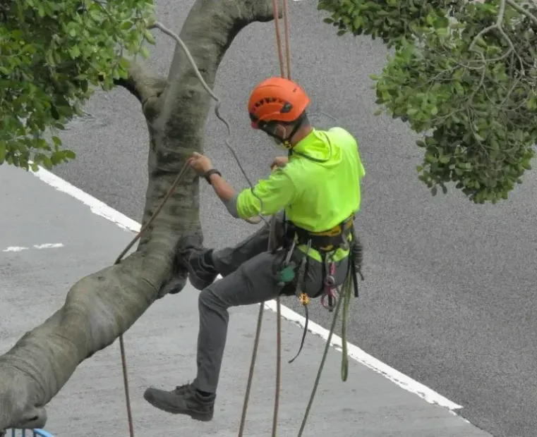 Arborist in orange helmet and neon shirt climbing a tree above a street, using ropes and gear