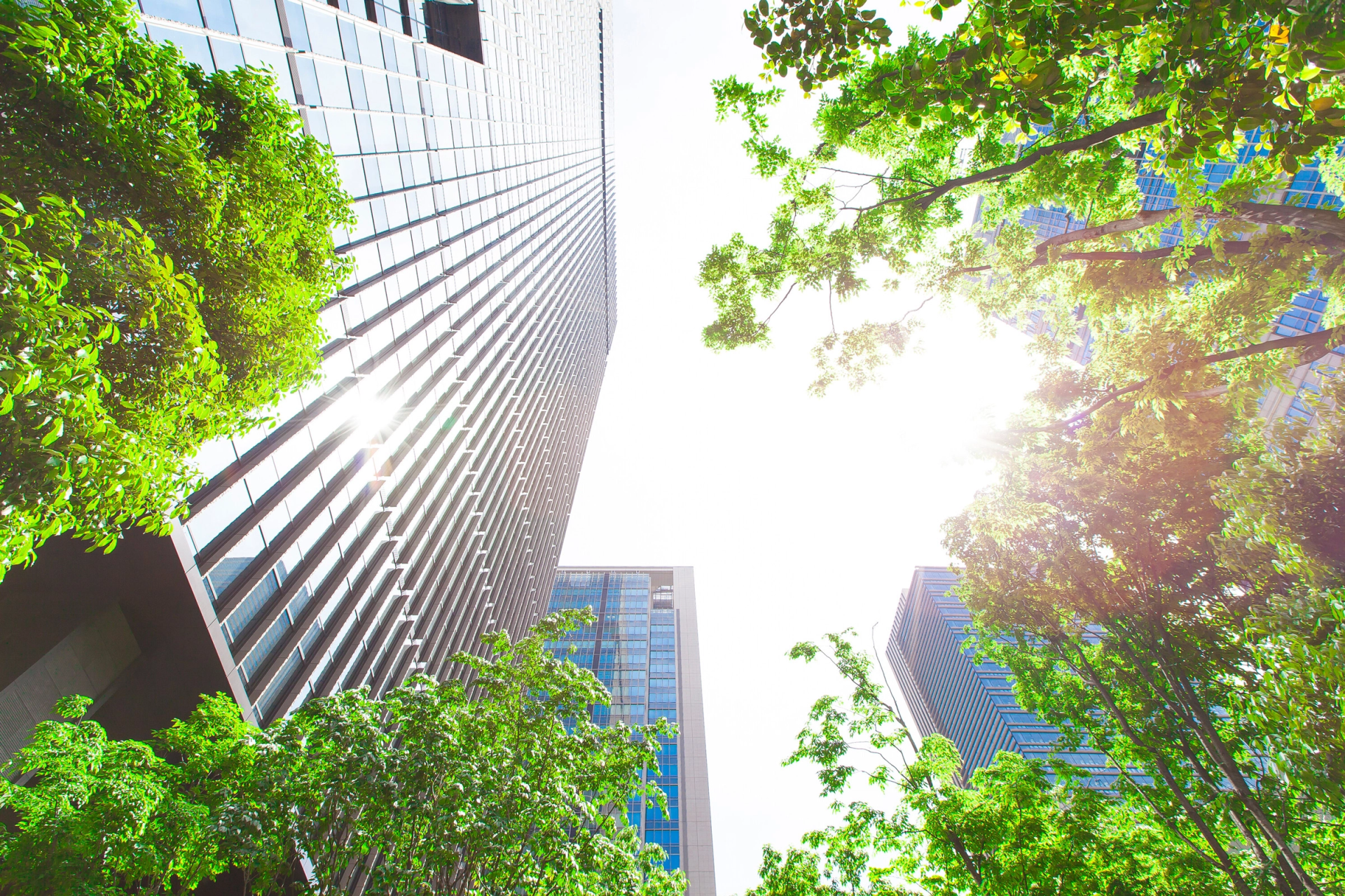Skyscrapers viewed from below through green trees with bright sunlight in a city
