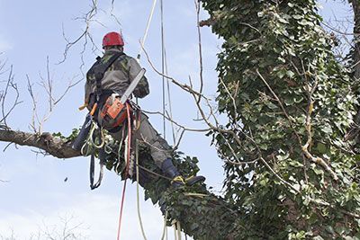 trim your trees