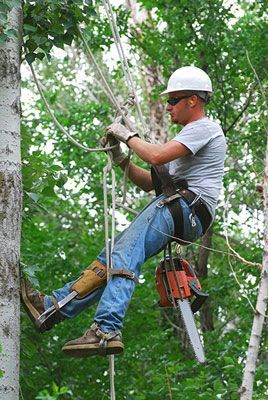 professional tree trimming