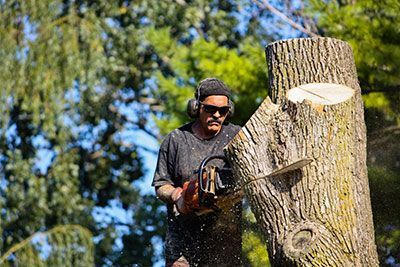 professional tree trimming
