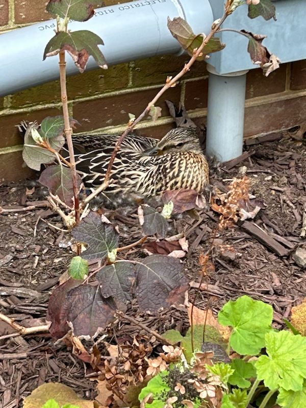 A mottled brown and white duck nesting in mulch beneath a downspout and shrubbery.