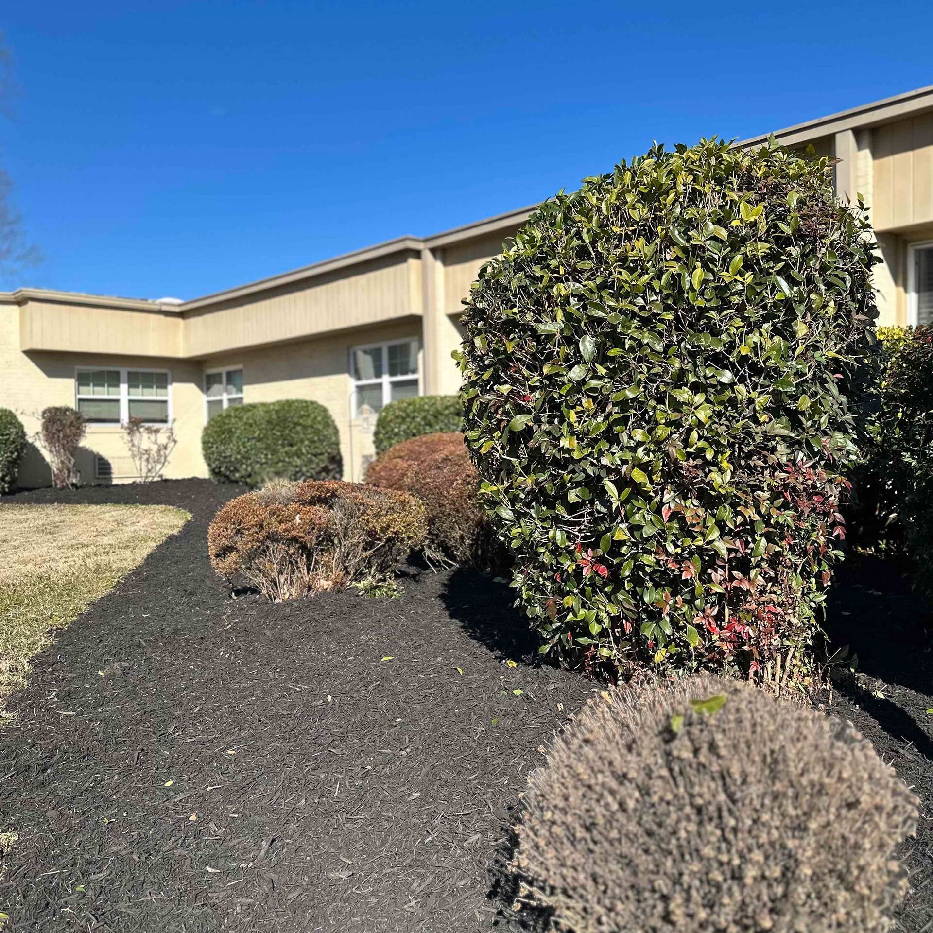 Front yard of a beige house with trimmed shrubs and dark mulch under a clear blue sky