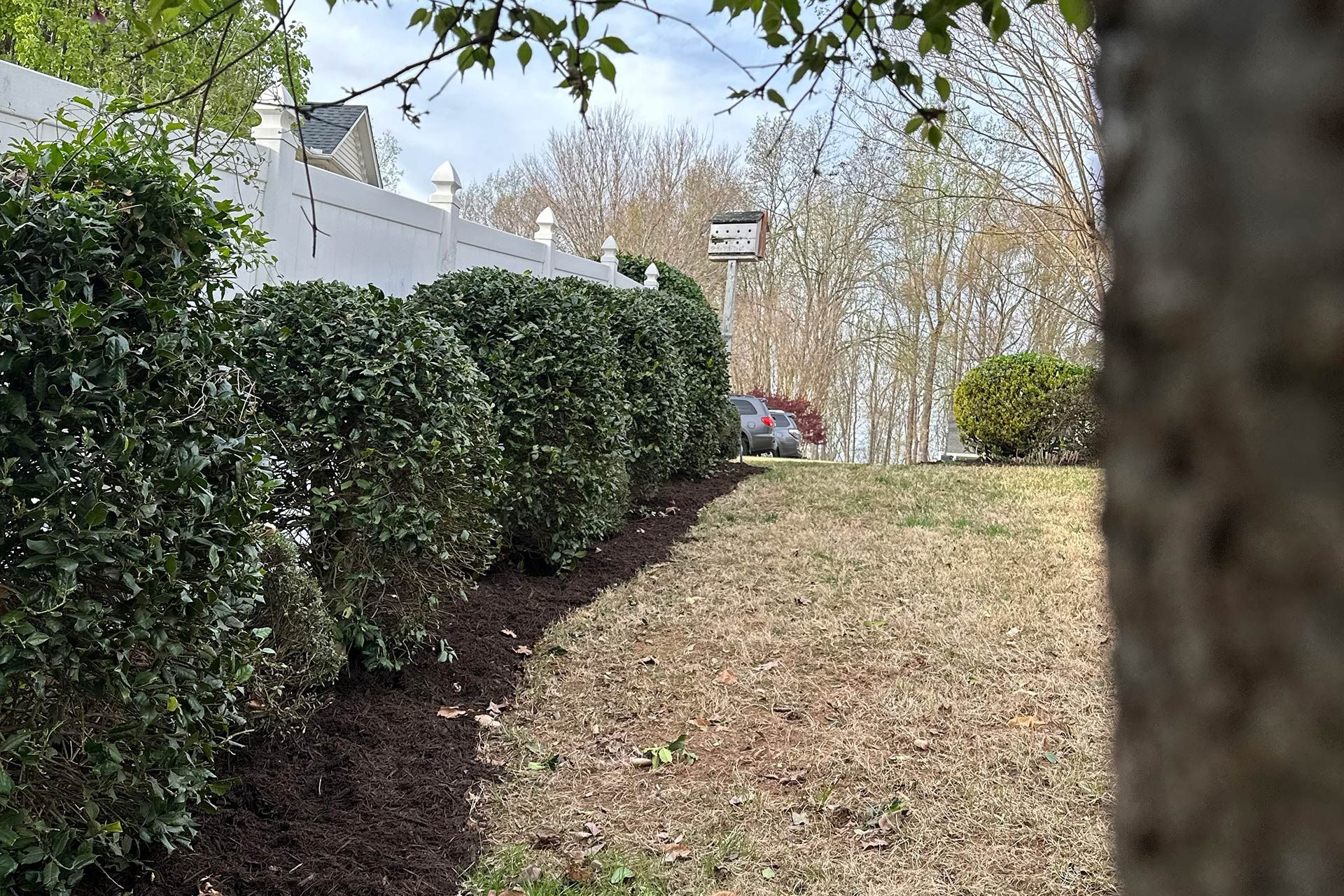 Leaf-covered backyard path beside a hedge, with a lamppost and tree in the distance.