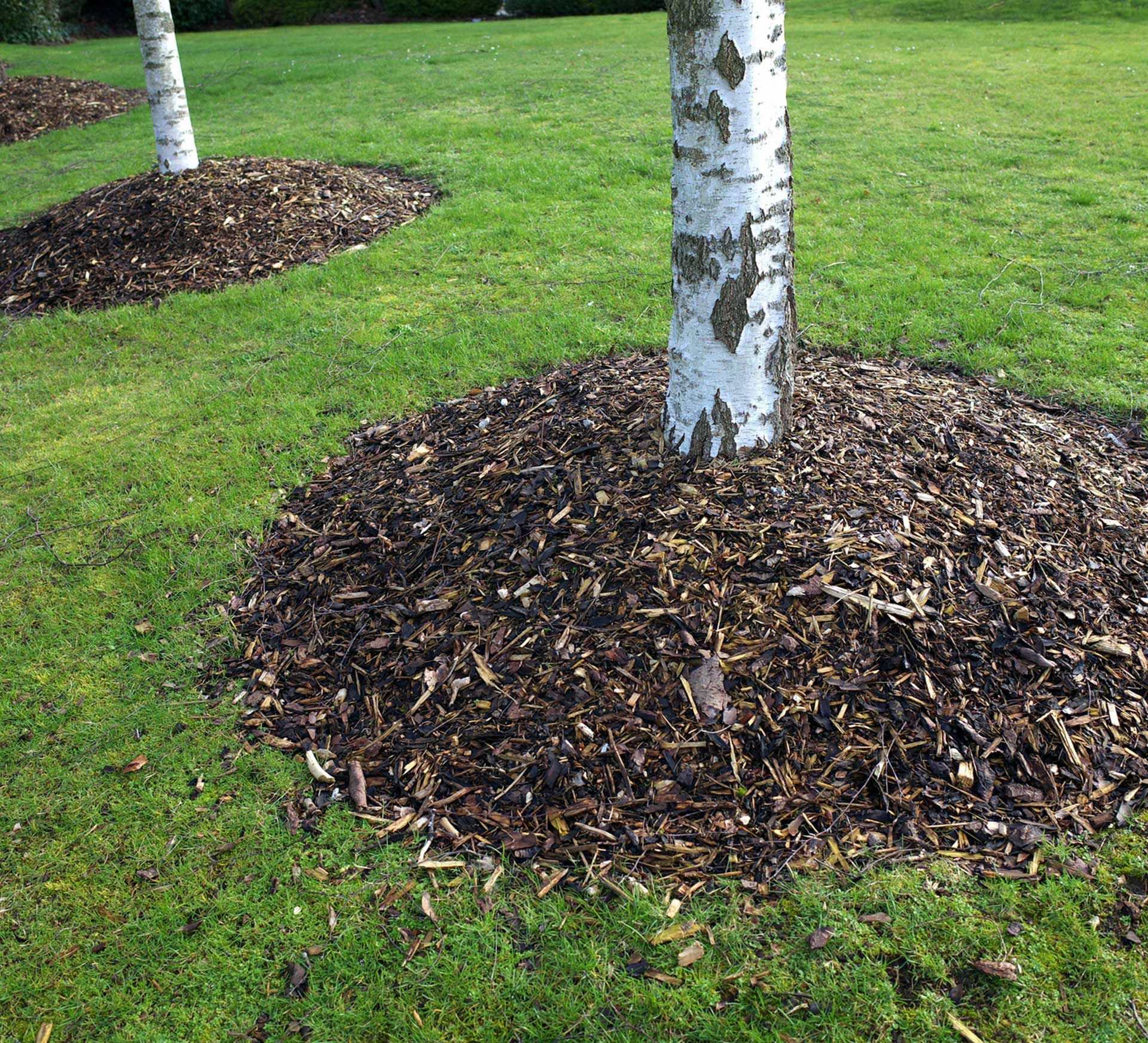 Two tree trunks in a grassy park with circular mulch beds around their bases