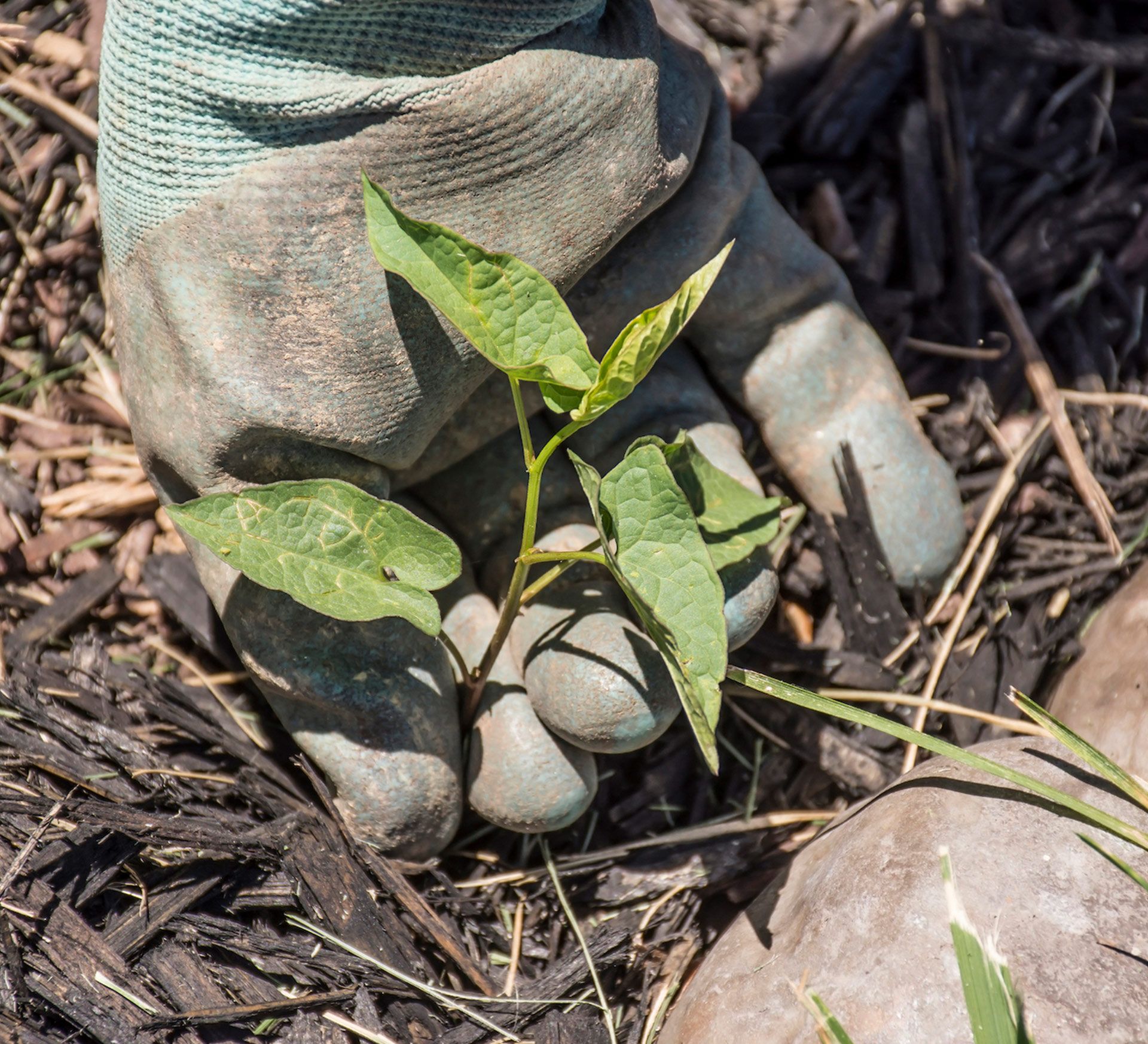 Gloved hands planting a small green seedling in mulch-covered soil