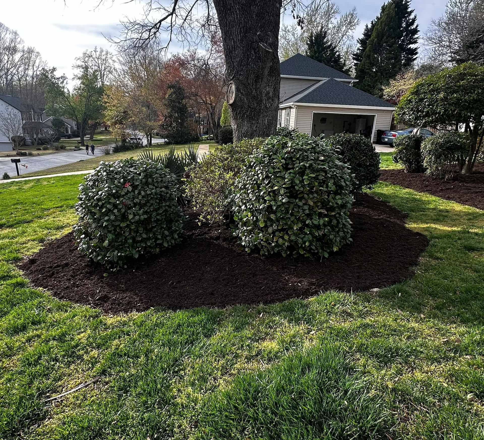 Trimmed shrubs around a large tree in a landscaped front yard with mulch and grass