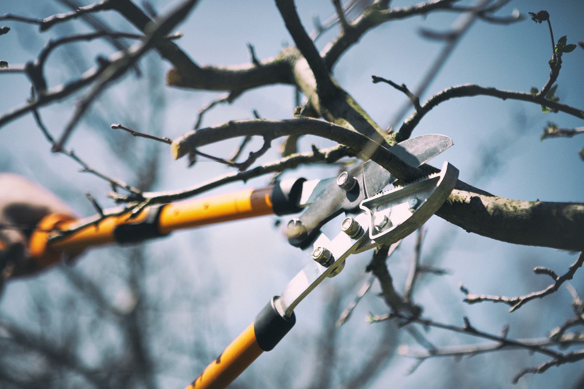 Professional landscaping hand loppers carefully pruning small tree branches in Simpsonville SC