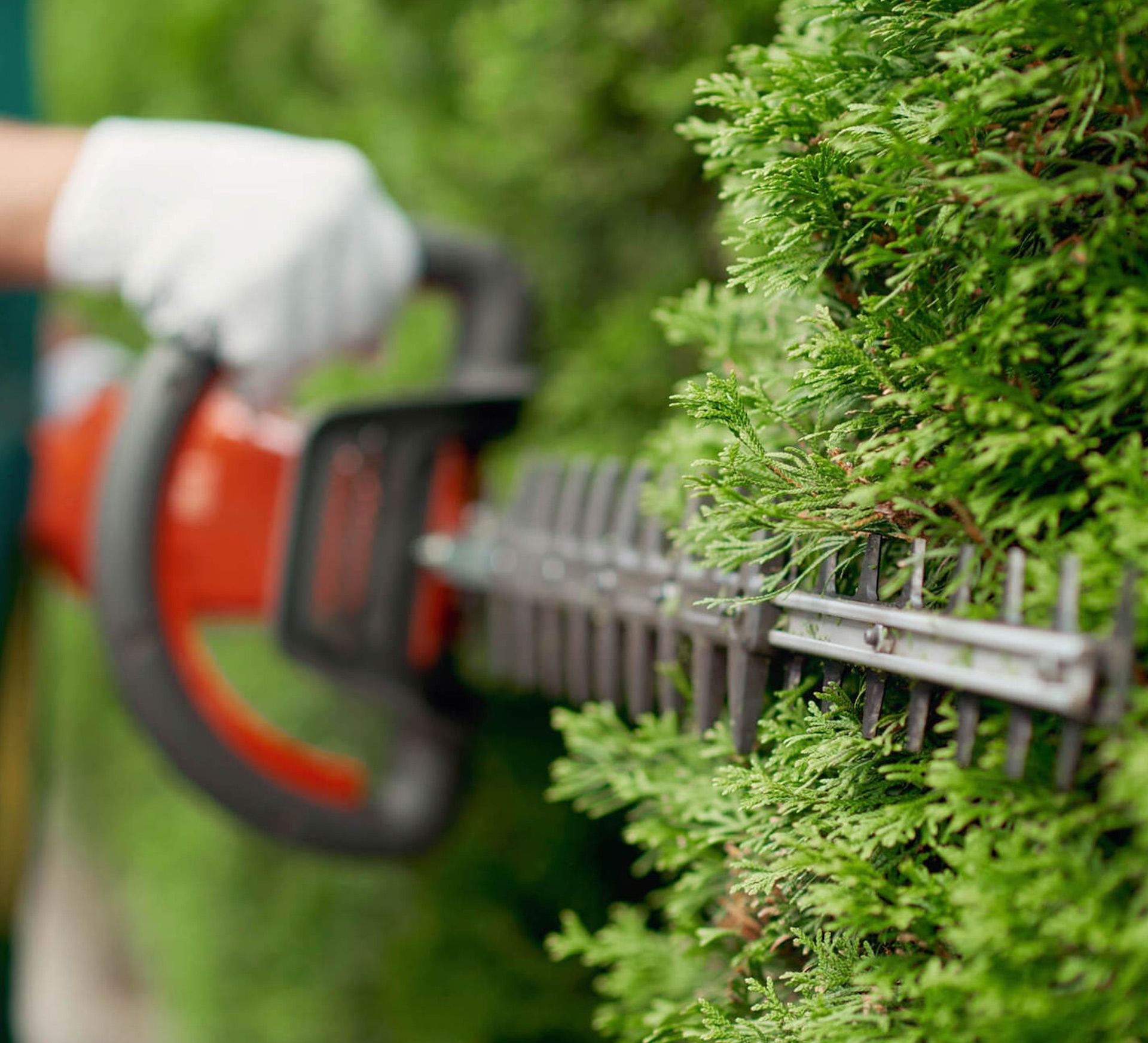 Electric hedge trimmer cutting a green hedge, with a gloved hand visible.